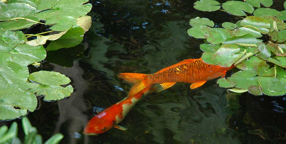 Fishpond