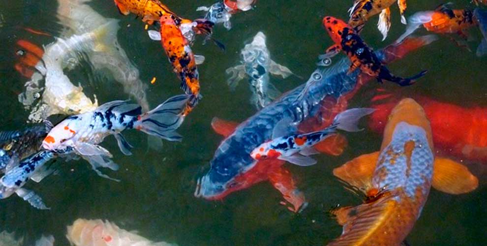 Pond fish